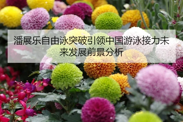 潘展乐自由泳突破引领中国游泳接力未来发展前景分析