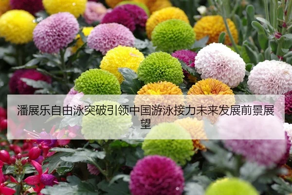 潘展乐自由泳突破引领中国游泳接力未来发展前景展望